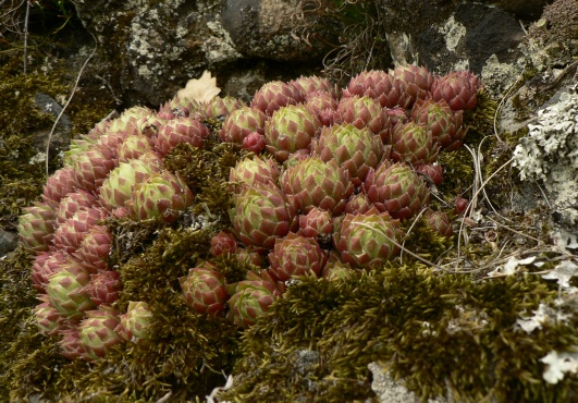 skalničník guľkovitý - netřeskovec výběžkatý  Jovibarba globifera (L.) J. Parn.