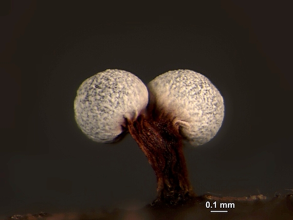 vápnikovec - Vápenatka Physarum pusillum (Berk. & M.A. Curtis) G. Lister