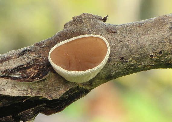 škľabka plstnatá Schizophyllum amplum (Lév.) Nakasone