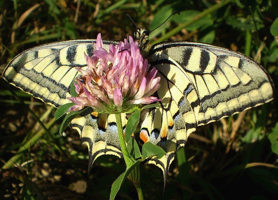 vidlochvost feniklový   -   Otakárek fenyklový Papilio machaon