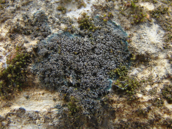 placyntium černé (cz) Placynthium nigrum (Huds.) Gray
