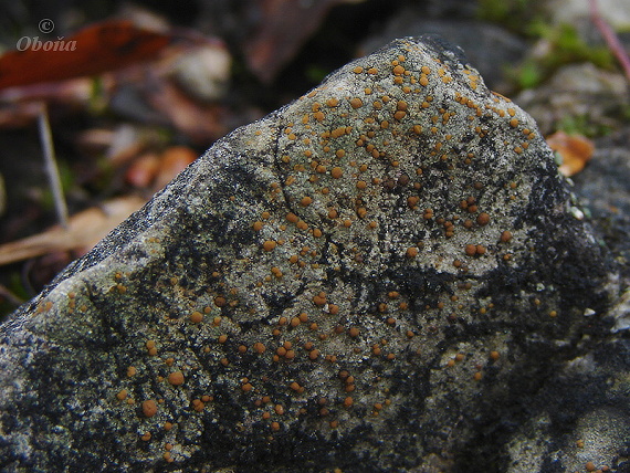 prachovka skalní (cz) Protoblastenia rupestris
