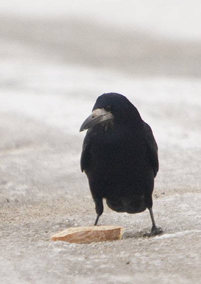 havran čierny Corvus frugilegus