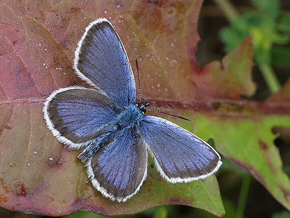 motýľ Lycaeides idas L.