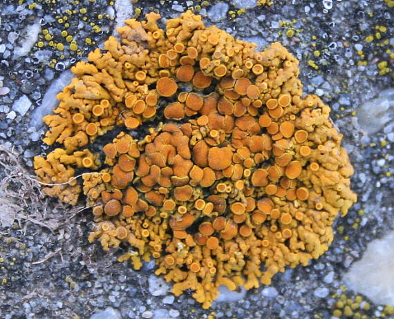 krásnice Variospora thallincola (Wedd.) Arup, Frödén & Søchting