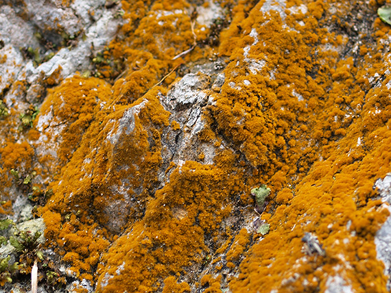 lišajník Trentepohlia aurea  (Linnaeus) Martius
