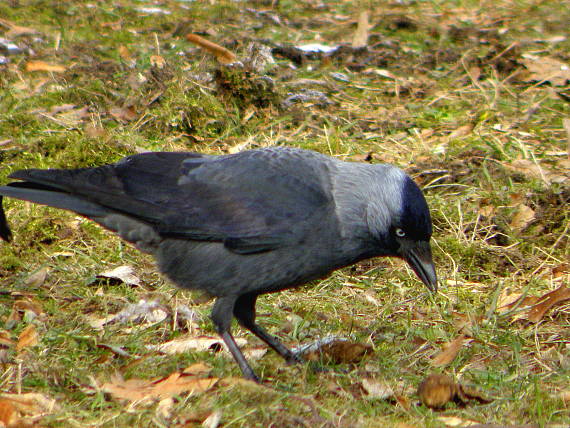 kavka tmavá Corvus  monedula