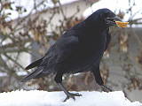 vrana  túlavá západoeurópska (čierna)