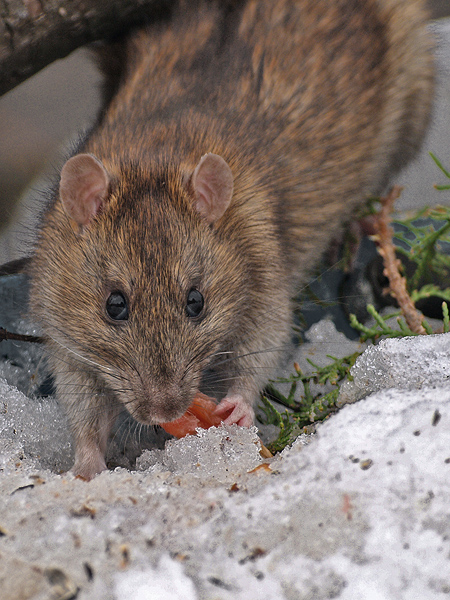 potkan hnedastý Rattus norvegicus