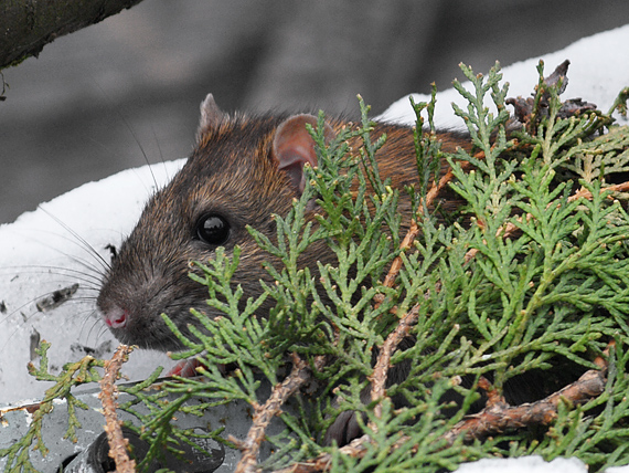 potkan hnedastý Rattus norvegicus