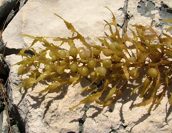 hroznovice Sargassum sp.
