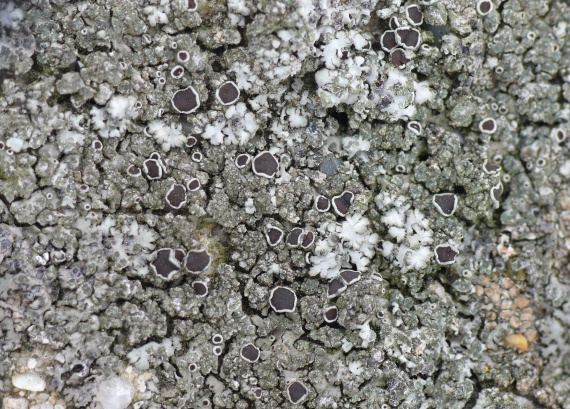 fyscia okrúhla Phaeophyscia orbicularis (Necker) Moberg
