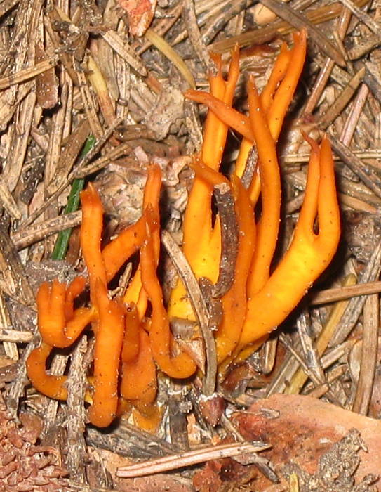 parôžkovec lepkavý Calocera viscosa (Pers.) Fr.