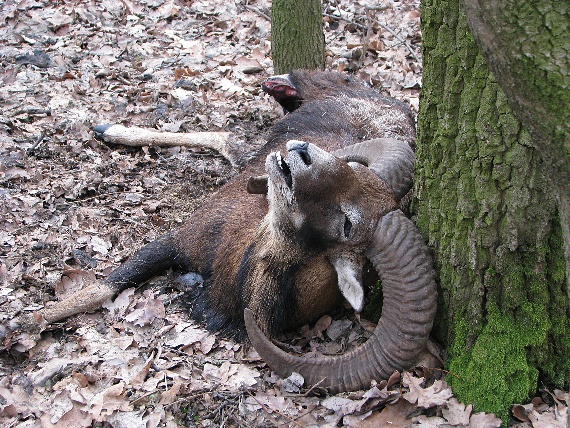 muflon obyčajný Ovis musimon