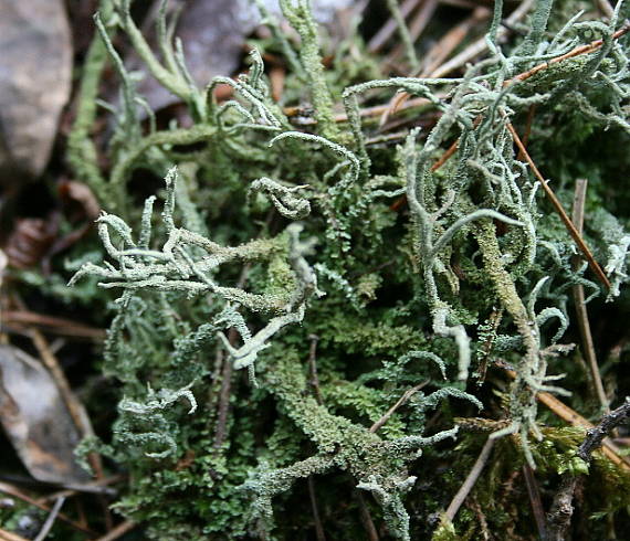 dutohlávka Cladonia ramulosa (With.) J. R. Laundon