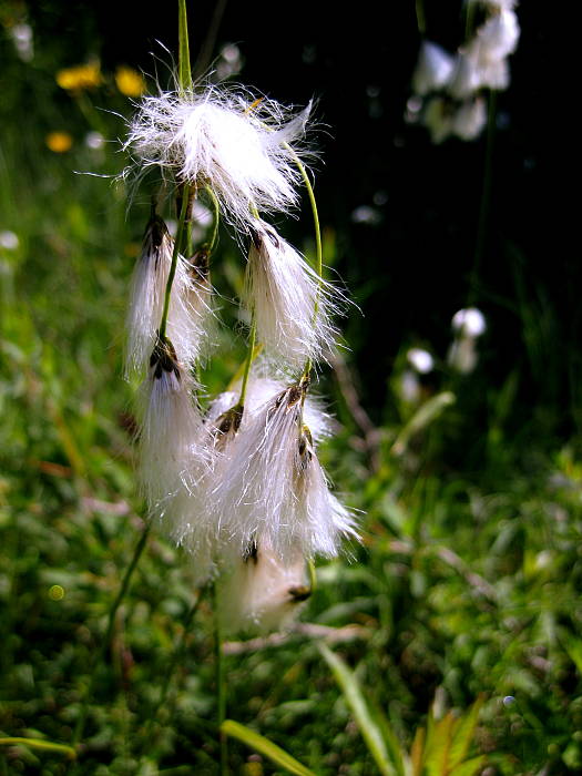 páperník širokolistý Eriophorum latifolium Hoppe