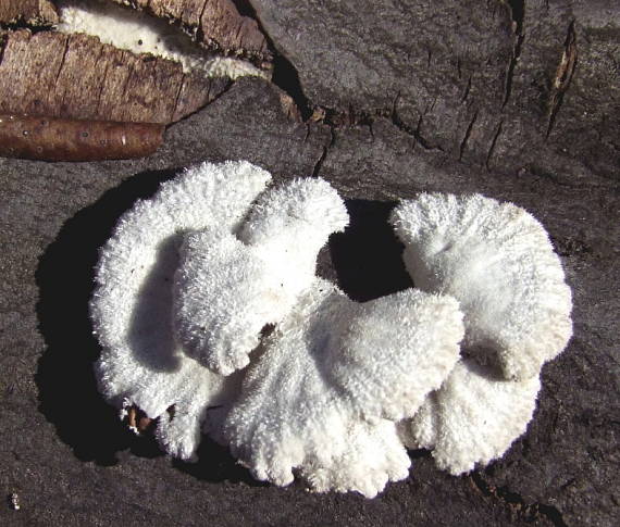 klanolupeňovka obyčajná  Schizophyllum commune Fr.ex Fr.