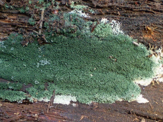 trichoderma Trichoderma sp.