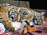 tigre sibírske (ussurijské)