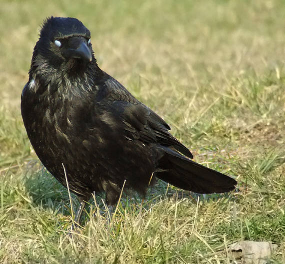 mikrospanok - Vrana čierná Corvus corone