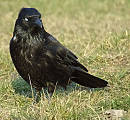 mikrospanok - Vrana čierná