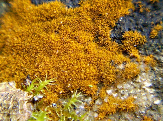 trentepólia zlatá Trentepohlia aurea (Linnaeus) Martius
