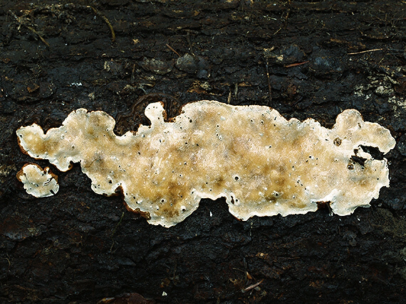 koreňovka vrstevnatá Heterobasidion annosum (Fr.) Bref.