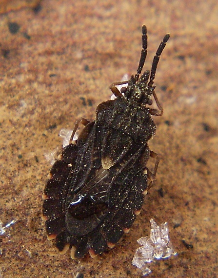 podkornice Aradus betulinus