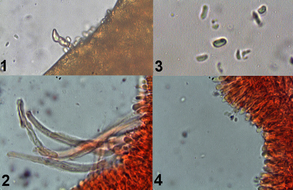 pňovka obyčajná Panellus stipticus (Bull.) P. Karst.