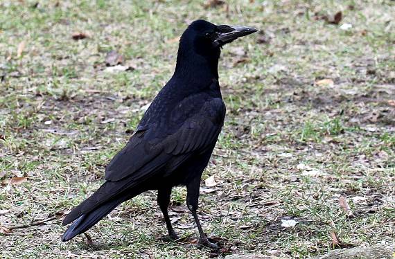 vrana túlavá západoeurópska čierna Corvus corone corone