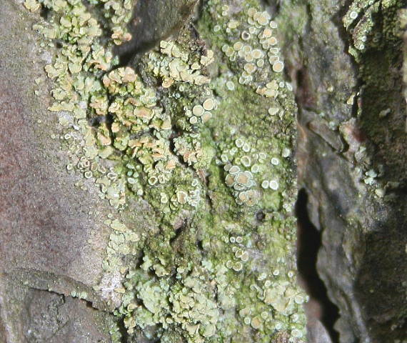 lekanora zelenkastá Lecanora conizaeoides f. conizaeoides Nyl. ex Cromb.