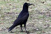 vrana túlavá západoeurópska čierna