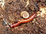 larva Kováčika + stonožka