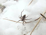 zimný pavúčik 