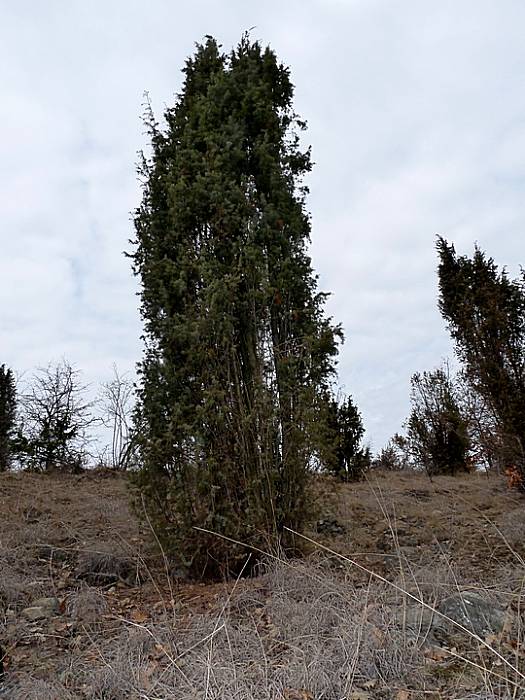 borievka Juniperus oxycedrus L.