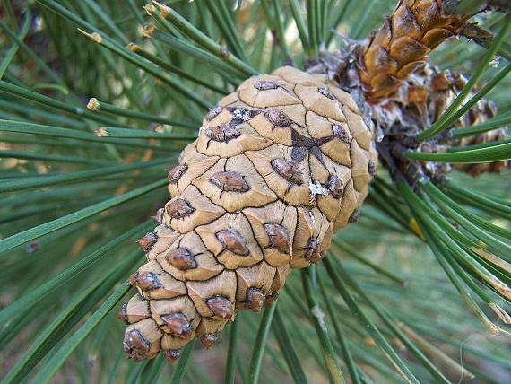borovica čierna? Pinus nigra Arn.