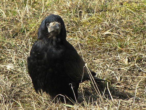 havran poľný Corvus frugilegus