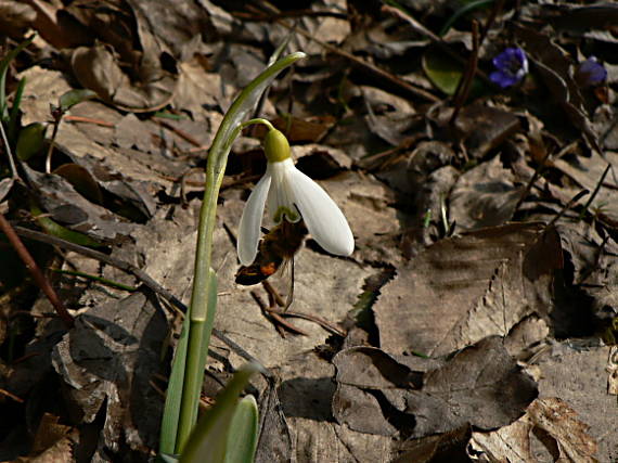 snežienka jarná - sněženka podsněžník Galanthus nivalis L.