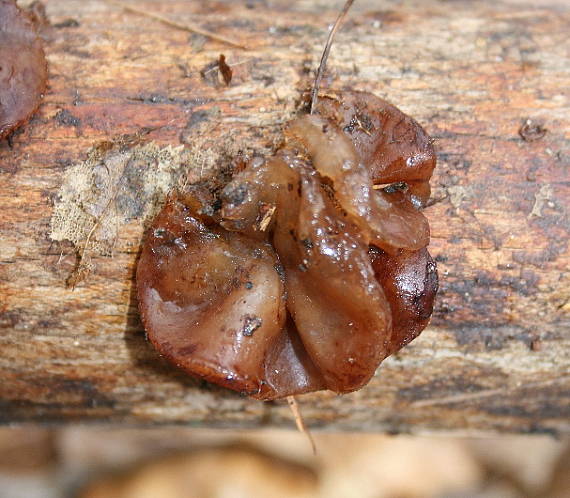 rôsolovka lupeňovitá Phaeotremella foliacea (Pers.) Wedin, J.C. Zamora & Millanes