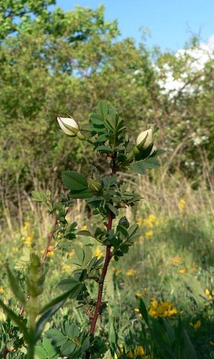 ruža bedrovníková - růže bedrníkolistá  Rosa pimpinellifolia L.