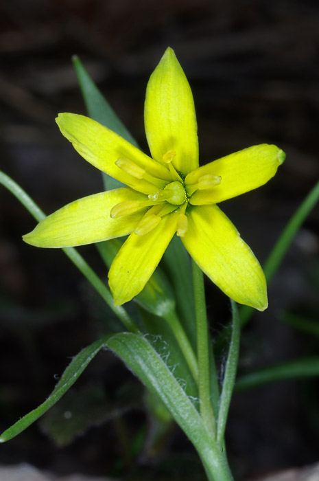 krivec žltý - křivatec žlutý Gagea lutea (L.) Ker Gawl.