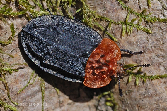 zdochlinár červenoštíty Oiceoptoma thoracicum