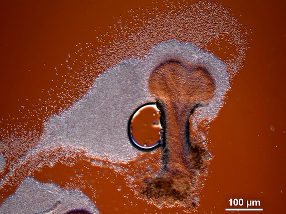 Polycephalomyces tomentosus (Schrad.) Seifert