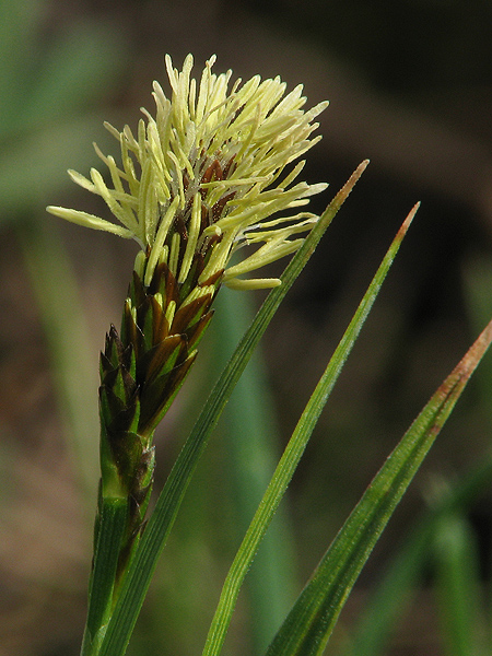 ostrica klinčeková Carex caryophyllea Latourr.