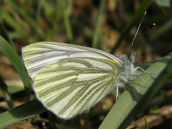 mlynárik repkový Pieris napi