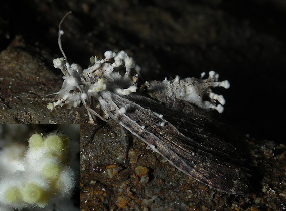 žezlovka Akanthomyces tuberculatus (Lebert) Spatafora, Kepler & B. Shrestha