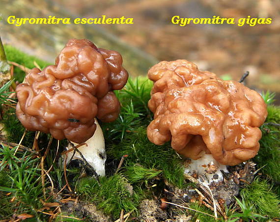 ušiak obyčajný a obrovský Gyromitra esculenta et Giromitra gigas (Pers.ex Fr.) Fr.