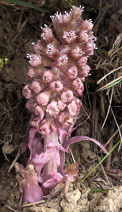deväťsil lekársky Petasites hybridus (L.) P. Gaertn., B. Mey. et Scherb.