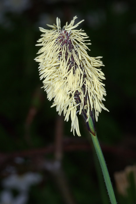 ostrica chlpatá - ostřice chlupatá Carex pilosa Scop.