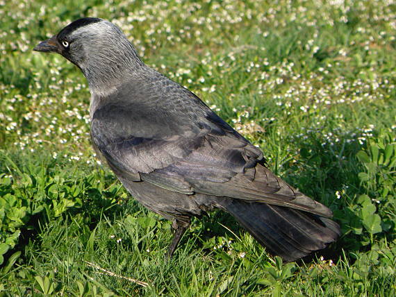 kavka tmavá Corvus monedula